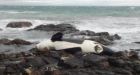 'Shocking' levels of PCB chemicals in UK killer whale Lulu