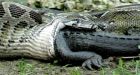 Snake fan hunts pythons in Florida to save other critters