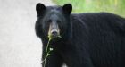 Bear helps RCMP by apparently treeing suspect near Fort St. John, B.C.