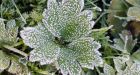 Environment Canada issues frost advisory for Regina