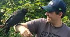 Canada Post suspends mail delivery after crow attacks