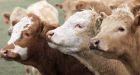 Alberta beef industry hit by Japanese tariff hike