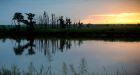 Climate change before your eyes: Seas rise and trees die