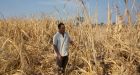 Farmer suicides rise in India as climate warms, study shows