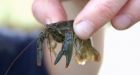 'Just like lobster': North Saskatchewan River crawling with crayfish