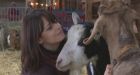 Pets or meat' P.E.I. petting farm gets flak when some goats become donair meat