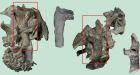 'Monster bird' fossil found in New Zealand