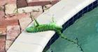 Don't assume they're dead': Florida cold snap leaves iguanas falling from trees