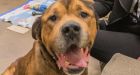 Handsome the dog lives up to name as he recovers from alleged mistreatment