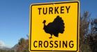 Postal carriers say aggressive turkeys stopping mail service