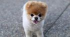 'Worlds cutest dog' dies of a 'broken heart'