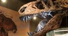 Alberta paleontologists confirm �Scotty� is world�s biggest Tyrannosaurus rex