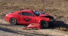 A totalled Camaro, 2 dead bison in Wood Buffalo National Park but where's the driver'