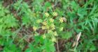 Four-year-old boy suffers painful burn from wild parsnip