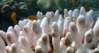 Great Barrier Reef suffers its most widespread mass bleaching event on record