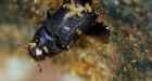 Warrior trees: Distinct DNA of 'survivor' pines may hold the key to mountain pine beetle resiliency