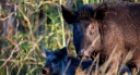 Invasive species: Canada's wild pig problem