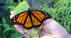 Which endangered species should we save' Humans face tough choices about what lives — and what dies