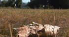 B.C. warns of summer drought