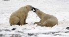 Polar bear population on thin ice