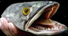 'Fishzilla' a threat to Great Lakes