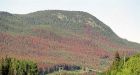 Forest industry tries to salvage beetle-killed wood