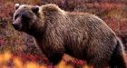 Firefighter survives crash with grizzly