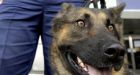 SNIFFER DOGS OFFEND MUSLIMS