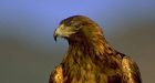 Another tragedy for Greater Vancouver Zoo