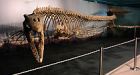 Manitoba dig uncovers 80-million-year-old sea creature