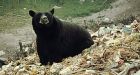 Furry saboteur suspected in West Coast fuel spill