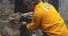Koala rescued from wildfire wasteland