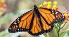 Mixing between eastern, western monarchs confirmed