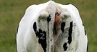 EPA's Cow Fart Tax angers farmers
