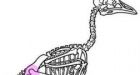 Discovery Raises New Doubts About Dinosaur-bird Links