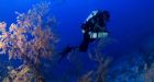 Hawaii researchers explore previously unseen coral