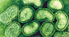 Pandemic swine flu detected on Vancouver Island