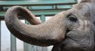 TV personality Bob Barker to meet Edmonton elephant
