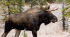 Mystery surrounds 1959 disappearance of moose hunters