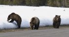 Parks Canada, Canadian Pacific Railway work on ideas to cut grizzly bear deaths