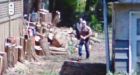 Google camera appears to catch illegal tree-cutting