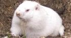Experts: Groundhogs should be replaced