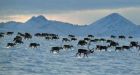 Aboriginals push back over hunting rules on caribou, polar bears in the North