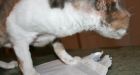 Mail-eating dog glues own jaws shut