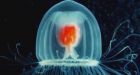 The planet's only immortal animal is spreading fast