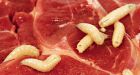 Maggots ground flight in U.S.