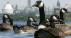 NYC authorities euthanize flock of 400 Canada geese