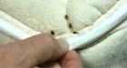 Liberal MPP calls for national bedbug battle plan