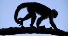 Sexy monkeys wash with own urine