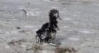 Tsunami killed thousands of seabirds near Hawaii